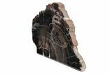 Wide, Triassic Age, Petrified Wood Stand-up - Arizona #210845-2